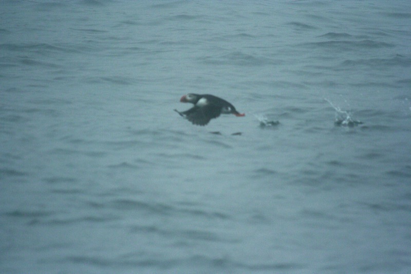 atlantic puffin