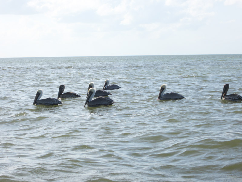 Brown Pelicans on Gulf of Mexico