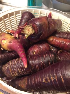 Purple carrots