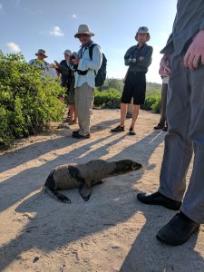 galapagos sea lion and friends