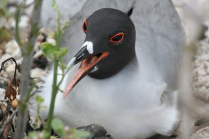 swallow tail gull