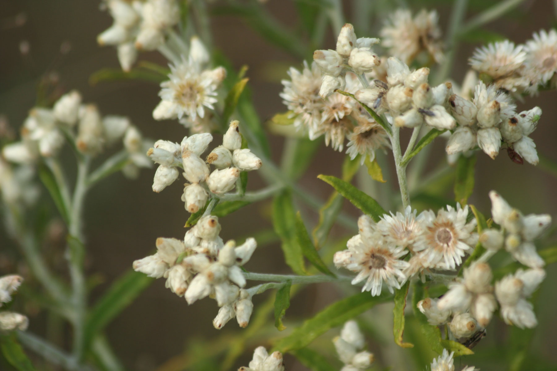 dune flowers