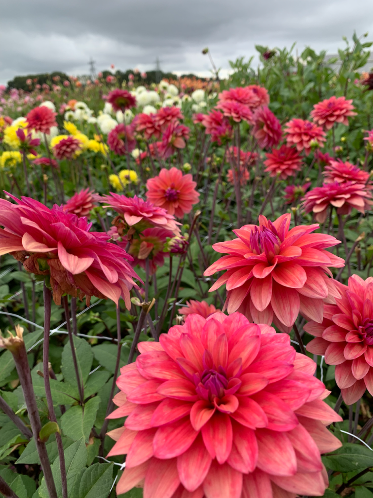 dahlias