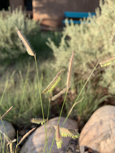 blue grama grass