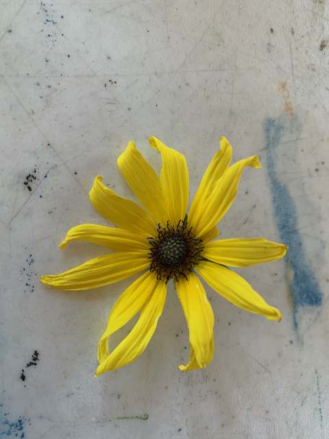 yellow daisy bloom