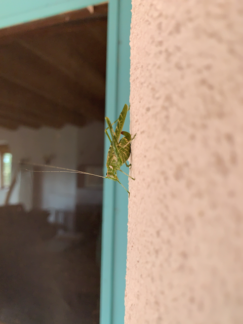 a katydid on a wall